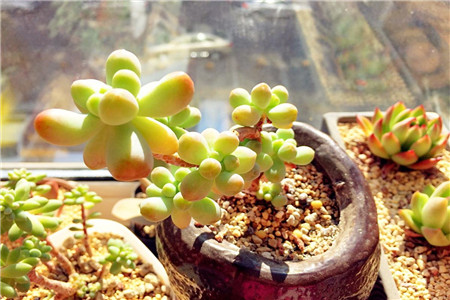 多肉植物的春季养护方法