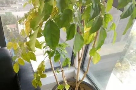 幸福树春天黄叶子的原因