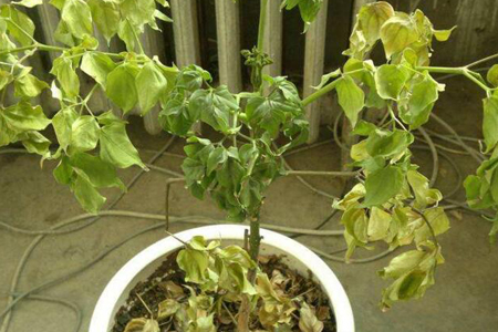 幸福树春天黄叶子的原因