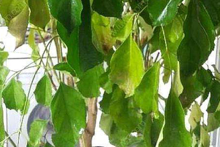 幸福树春天黄叶子的原因