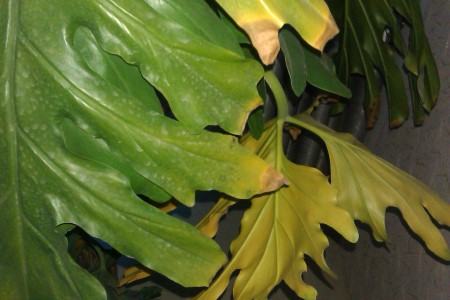 龟背竹的叶子发黄解决办法