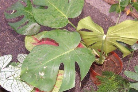 龟背竹的叶子发黄解决办法