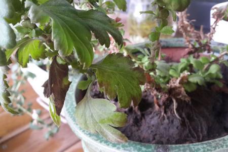 菊花春天换土方法