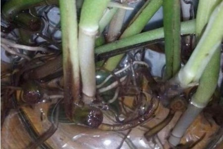 绿萝冬天冻死春天能活吗