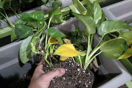 绿萝冬天冻死春天能活吗