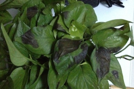 绿萝冬天冻死春天能活吗