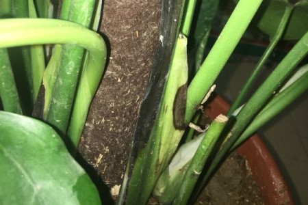 龟背竹茎发黑是烂根吗