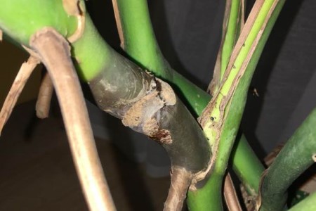 龟背竹茎发黑是烂根吗