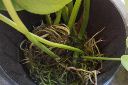 龟背竹茎发黑是烂根吗