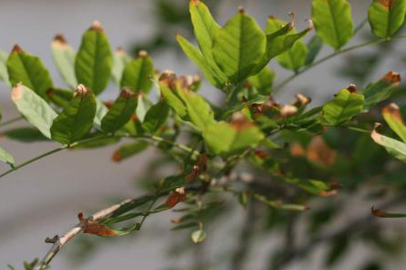 紫藤春天落叶吗