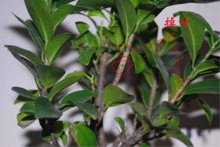 盆栽榕树春天掉叶子是啥原因