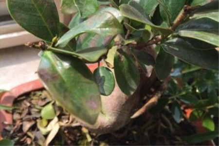 盆栽榕树春天掉叶子是啥原因