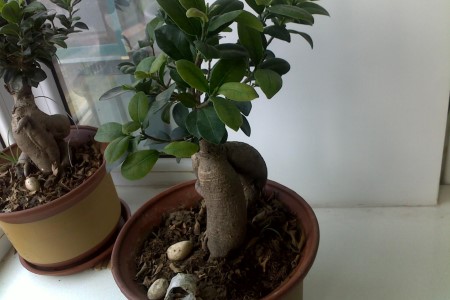 盆栽榕树春天掉叶子是啥原因