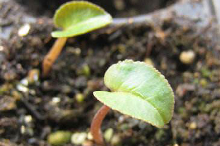 春天可以种仙客来吗，怎么样种？