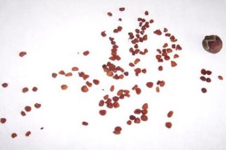 春天可以种仙客来吗，怎么样种？