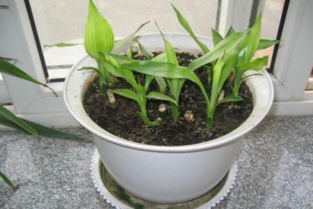 春天怎么扦插富贵竹