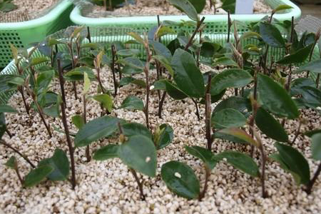 山茶花春天扦插技术