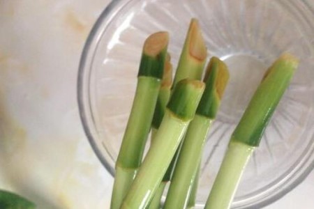 春天怎么扦插富贵竹