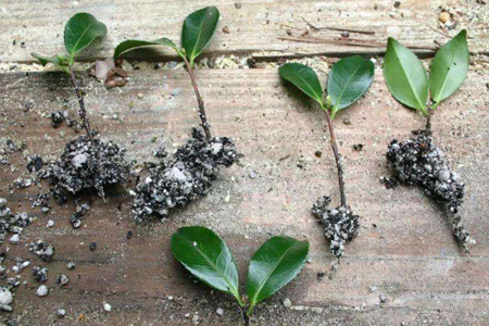 山茶花春天扦插技术