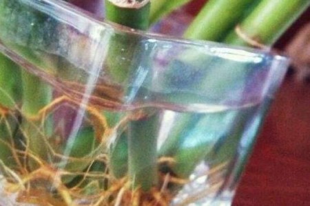 春天怎么扦插富贵竹