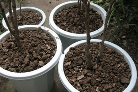 春天牡丹能翻盆吗