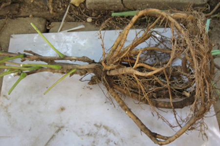 春天牡丹能翻盆吗