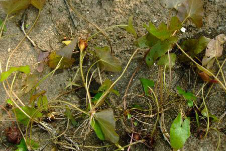 睡莲春天繁殖的方法