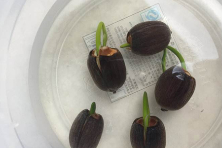 睡莲春天繁殖的方法