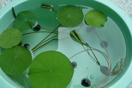 睡莲春天繁殖的方法