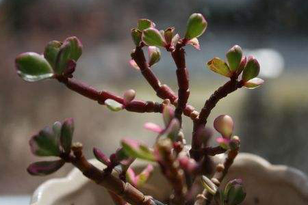 雅乐之舞开花吗