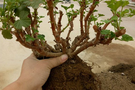 天竺葵春天换盆方法