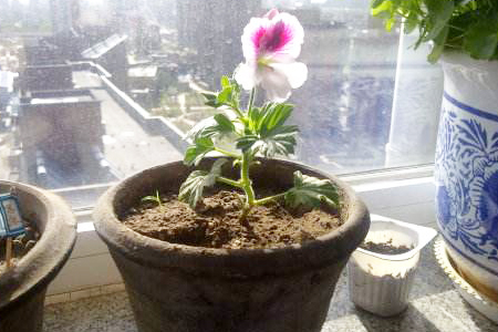 天竺葵春天换盆方法