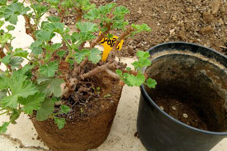 天竺葵春天换盆方法