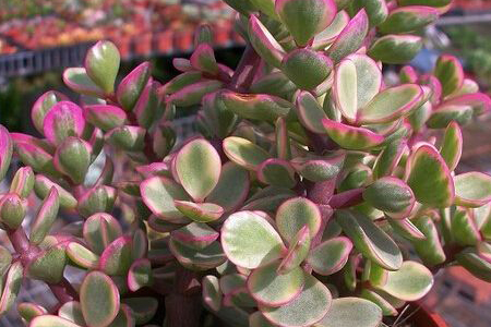 雅乐之舞的养殖方法