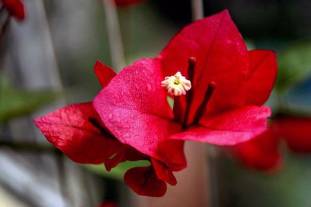 大三角梅树春天怎么样施肥