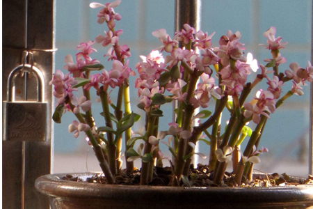 雅乐之舞怎么不开花了