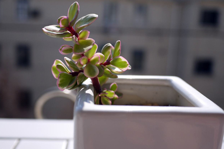 多肉雅乐之舞枝条枯萎解决办法