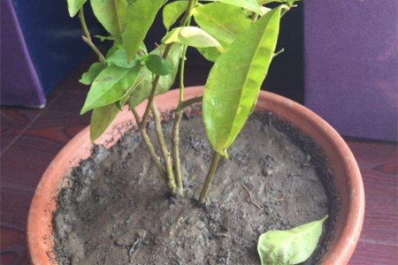 春天茉莉掉叶子是咋回事