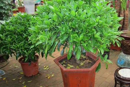 春天茉莉掉叶子是咋回事