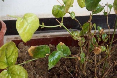 春天茉莉掉叶子是咋回事