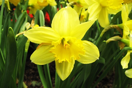 洋水仙的养殖方法和注意些什么大全