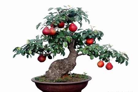 梨树的养殖方法