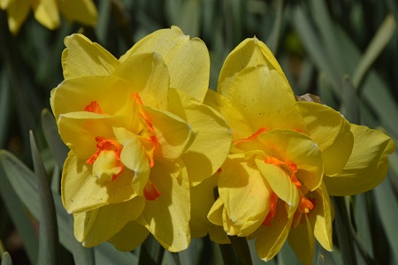 洋水仙的养殖方法和注意些什么大全