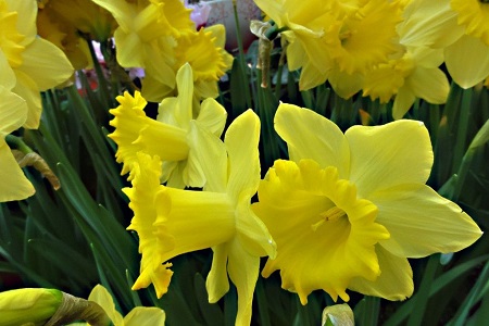 洋水仙的养殖方法和注意些什么大全