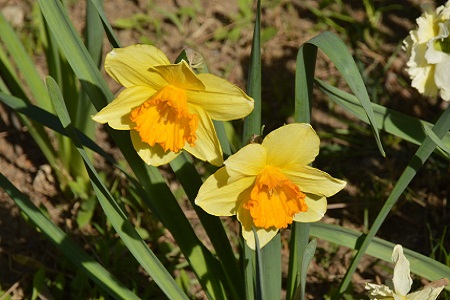 洋水仙的养殖方法和注意些什么大全