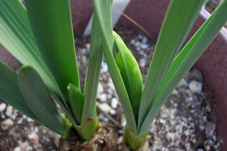 洋水仙的养殖方法和注意些什么大全