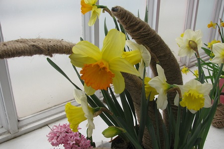 洋水仙的养殖方法和注意些什么大全