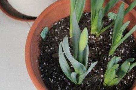 洋水仙的养殖方法和注意些什么大全