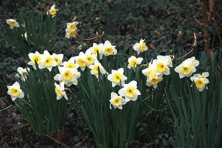 洋水仙的养殖方法和注意些什么大全