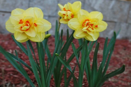 洋水仙的养殖方法和注意些什么大全